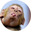 Andreas Schmalz Avatar